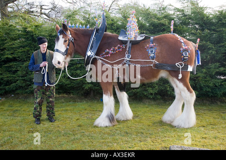 Clydesdale Shire tira cavallo pesante con blazes bianchi, imbracatura decorata, collari di cavallo bridles e blinders tenuti da Scottish Handler, Scozia, Regno Unito Foto Stock