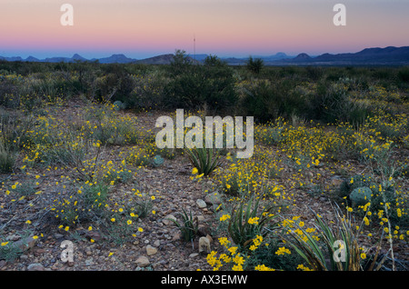 Fiori di campo all'alba Parralena deserto Calendula Parco nazionale di Big Bend Texas USA Foto Stock