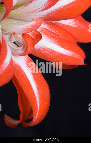 Close-up di hippeastrum o fiore amaryllis Foto Stock