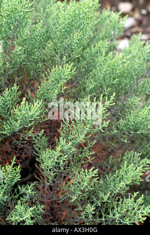 Giovani piante di HEBE CUPRESSOIDES Foto Stock