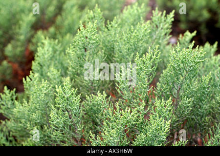 Giovani piante di HEBE CUPRESSOIDES Foto Stock