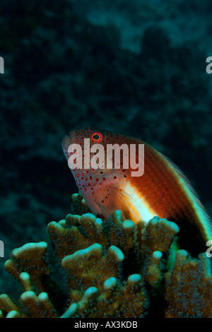 Freckled Hawkfish Paracirrhites forsteri attentamente guardando la barriera corallina in Mergui Archipeligo Birmania Foto Stock