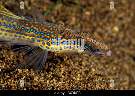 Vista dettagliata del fantomatico Spotted sabbia Trichonotus subacqueo setiger prese a spiaggia di Dauin Dumaguette nel Sud delle Filippine Foto Stock