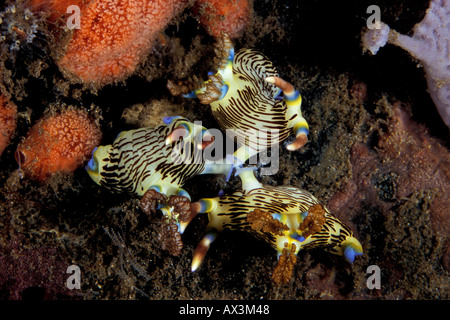 Tre Nembrotha lineolata nudibranchi insieme di accoppiamento Dumaguette Filippine Foto Stock