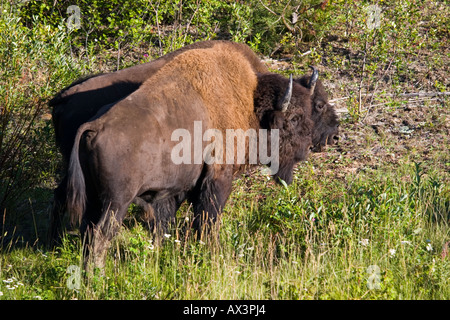 Bull e Cow Buffalo insieme permanente su un pendio erboso Foto Stock