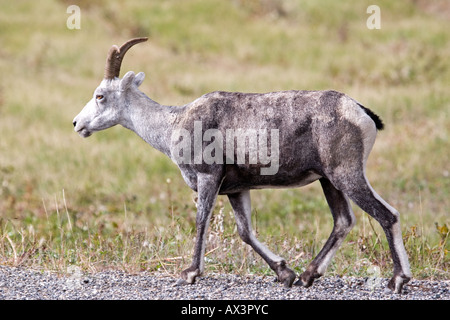 Pecora di pietra lungo la strada nei pressi del Parco Nazionale di Jasper in Canada Foto Stock