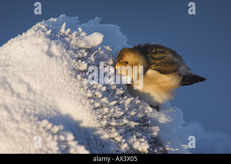 Snow Bunting, Plectrophenax nivalis, femmina. Foto Stock