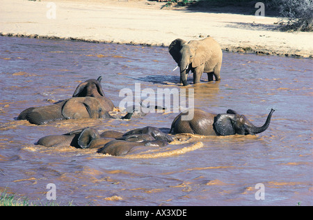 Gli elefanti di bere e la balneazione in Uaso Nyiro Samburu Riserva nazionale del Kenya Foto Stock