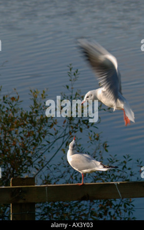 Due Black-Headed Gabbiani Foto Stock