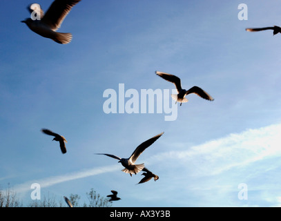 Gregge di Black-Headed Gabbiani. Foto Stock