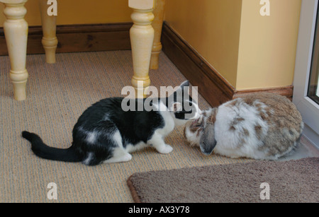 Gattino il lavaggio di un Lop Eared coniglio. Foto Stock