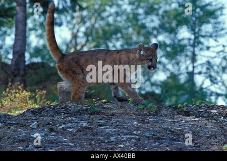 7 mese vecchia montagna Lion gattino Puma concolor Foto Stock