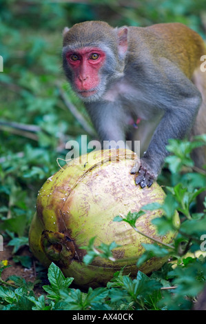 Cina, Hainan Provincia, Hainan Island. Monkey Island research park- scimmie macaco. Foto Stock