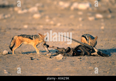 Black backed Jackal Canis mesomelas assaporerete i resti di un Oryx Chudob waterhole Etosha National Park Namibia Foto Stock