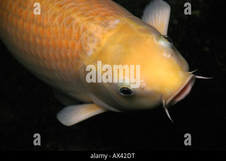 Carpe Koi in uno stagno presso l'Aeroporto Changi di Singapore Foto Stock