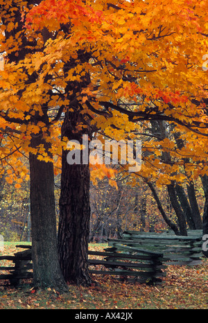 Autunno alberi di acero e Recinzione rustica in marrone County stato Parco Indiana Foto Stock