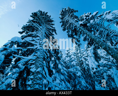 Abete bianco Abies alba con neve Unteraegeri svizzera Foto Stock