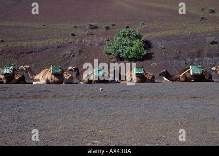 Cammelli in Timanfaya Parco nazionale vulcanico Foto Stock