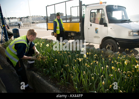 Consiglio locale parchi e giardini lavoratori rimozione morti narcisi dal letto di fiori su Aberystwyth promenade, Wales UK Foto Stock