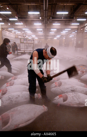 Un lavoratore tacche di taglio in code di tonno congelato per consentire l'ispezione della carne presso il Mercato del Pesce di Tsukiji Tokyo Giappone Foto Stock