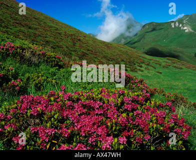 Hairy Alpine Rose Rhododendron hirsutum blooming Ritom Tessin Switzerland Foto Stock