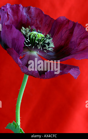 Viola di papavero da oppio Papaver somniferum con uno sfondo rosso Foto Stock