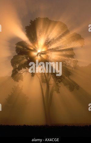 Albero e Sunray, Baviera, Germania Foto Stock
