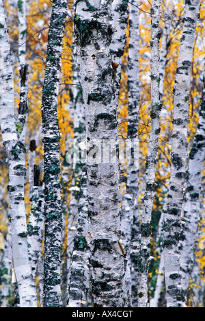La Betulla tronchi di alberi e Colore di autunno Gooseberry Falls parco dello stato del Minnesota Foto Stock