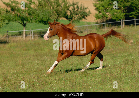 Arabian Horse, Baviera, Germania Foto Stock