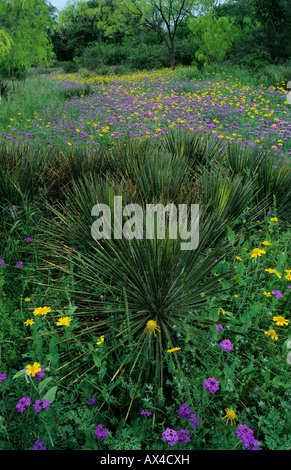 La verbena fiori di campo Huisache Daisy e yucca South Llano River State Park Hill Country Texas USA Foto Stock