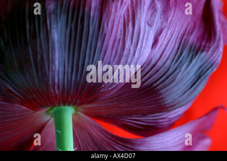 Viola di papavero da oppio Papaver somniferum con uno sfondo rosso Foto Stock