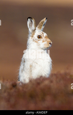 Una montagna, lepre Lepus timidus, in bianco cappotto invernale, su un scozzese heather moor Foto Stock