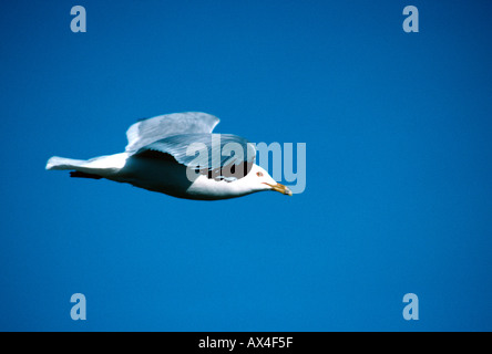 Anello di Gabbiano fatturati in volo Foto Stock