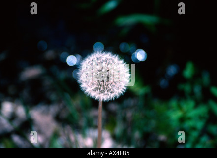 Comune di tarassaco seedhead Foto Stock