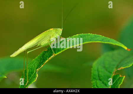 La falce Bussola cuscinetto cricket Phaneroptera falcata maschio Correze Francia Foto Stock