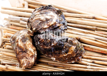 Ostriche su canne di bambù, close-up Foto Stock