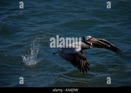 Pellicano marrone (Pelecanus occidentalis) Sonora Messico adulto decollare da acqua Foto Stock