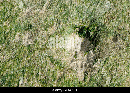 Alghe che crescono su di una roccia esposta a bassa marea Turtle Beach di O'ahu Hawaii Foto Stock