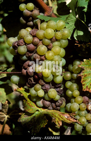 La muffa grigia Botrytis cinerea sulle uve da vino al momento del raccolto Foto Stock