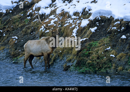 Elk cervo maschio in piedi in un fiume alimentazione dalla banca nel mezzo dell'inverno nel Parco Nazionale di Yellowstone USA America del Nord Foto Stock