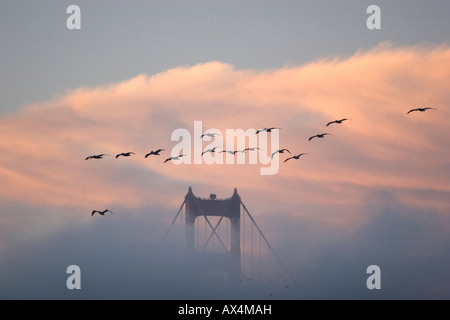 I pellicani che volano sopra il Golden Gate Bridge al tramonto a San Francisco, CA Foto Stock