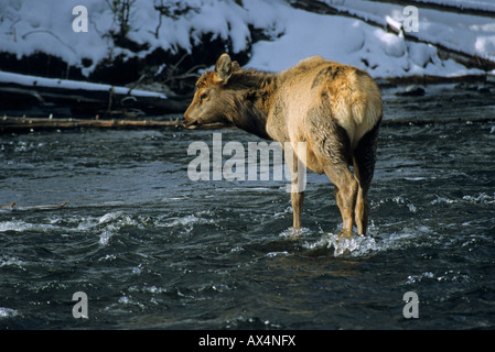 Elk cervo maschio in piedi in un fiume in inverno sulla neve nel Parco Nazionale di Yellowstone USA America del Nord Foto Stock