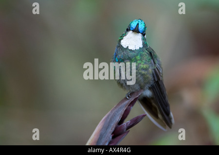 Bianco-throated Mountain-gem Lampornis castaneovent Hummingbird sul pesce persico Foto Stock