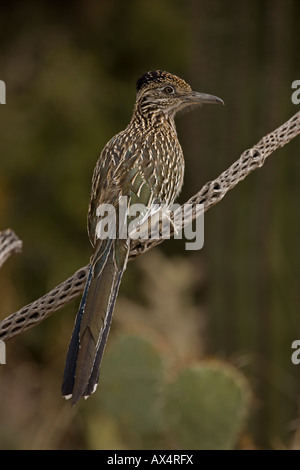 Maggiore Roadrunner appollaiato sul ramo nel Deserto di Sonora di Arizona Foto Stock