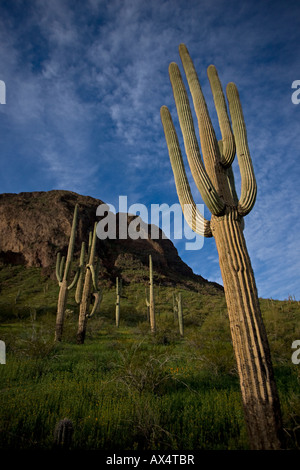 Cactus Saguaro (Carnegiea gigantea) Picacho Peak stato parco- Mostra Mexican Gold papaveri blooming - Deserto Sonoran - Arizona - USA Foto Stock