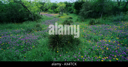 La verbena fiori di campo Huisache Daisy e yucca South Llano River State Park Hill Country Texas USA Foto Stock