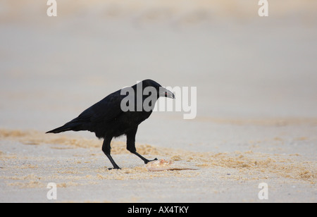 Little crow, corvus bennetti, Foto Stock