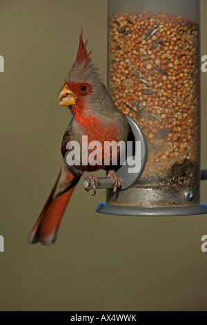(Pyrrhuloxia Cardinalis sinuatus) Arizona - maschio - alimentazione su Bird Feeder Foto Stock