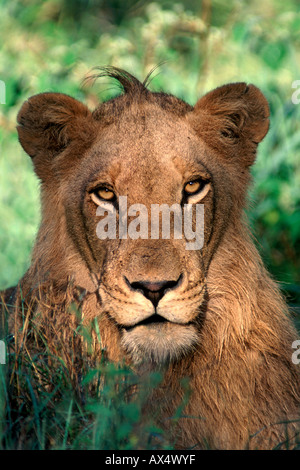 Un giovane leone maschio (panthera leo) in Sud Africa il Parco Nazionale Kruger. Foto Stock