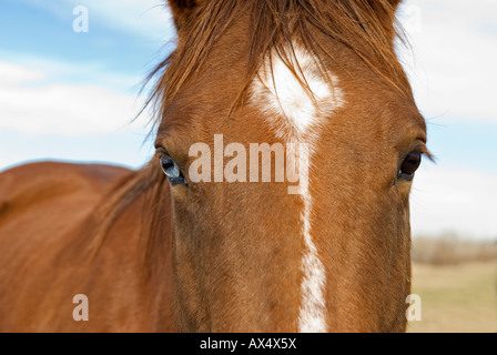 Cavallo di castagno closeup con una parete blu occhio e white blaze Foto Stock
